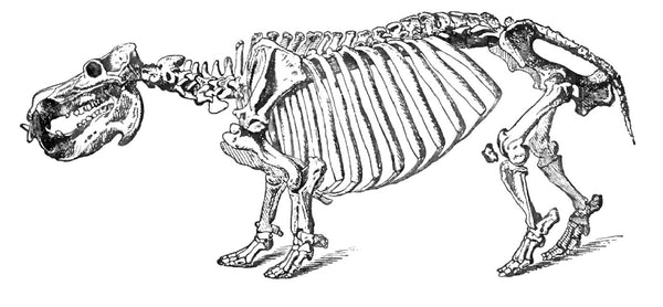Discovering the Wonders of Nature: Animals with Unusual Skull Shapes