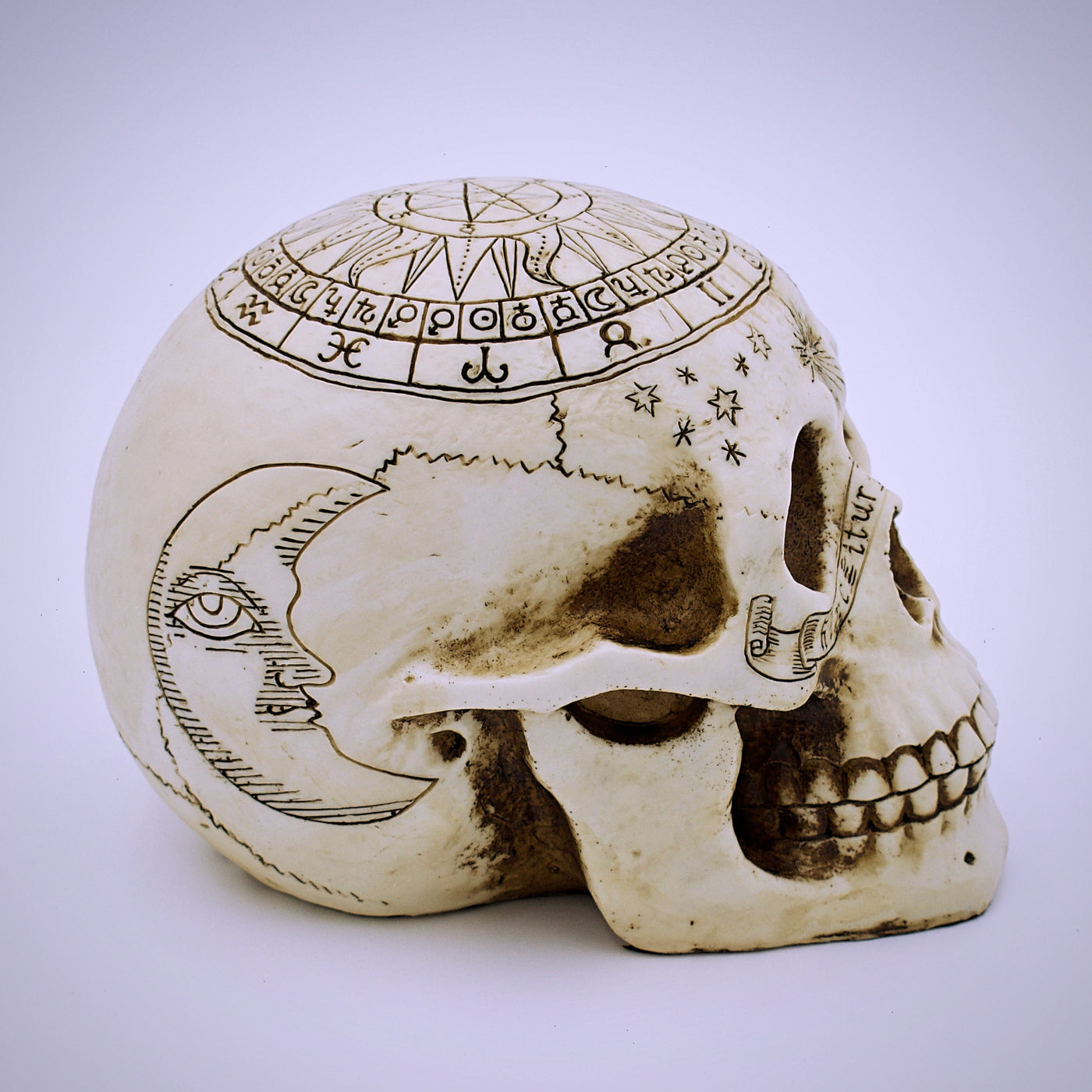 Astrological Design Skull Sculpture - The Cranio Collections