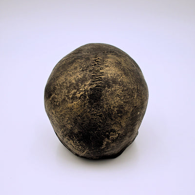 Bronze Finish Skull Sculpture - The Cranio Collections
