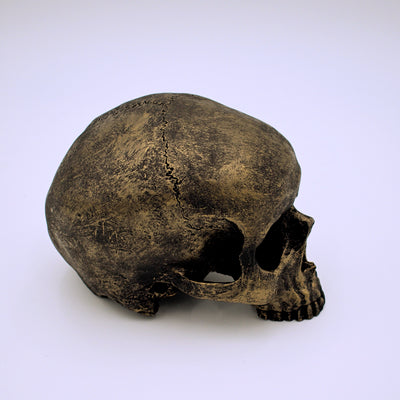 Bronze Finish Skull Sculpture - The Cranio Collections