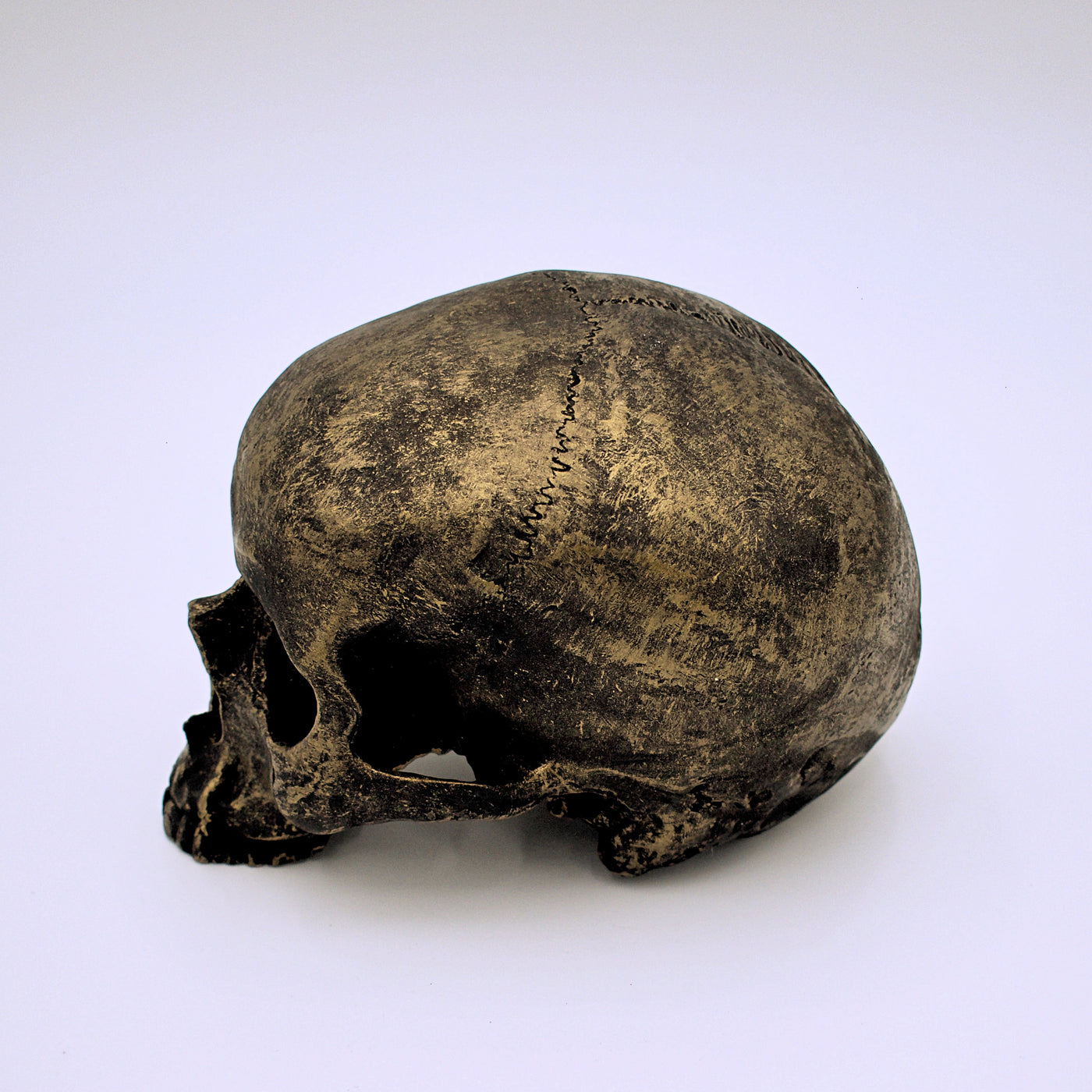Bronze Finish Skull Sculpture - The Cranio Collections