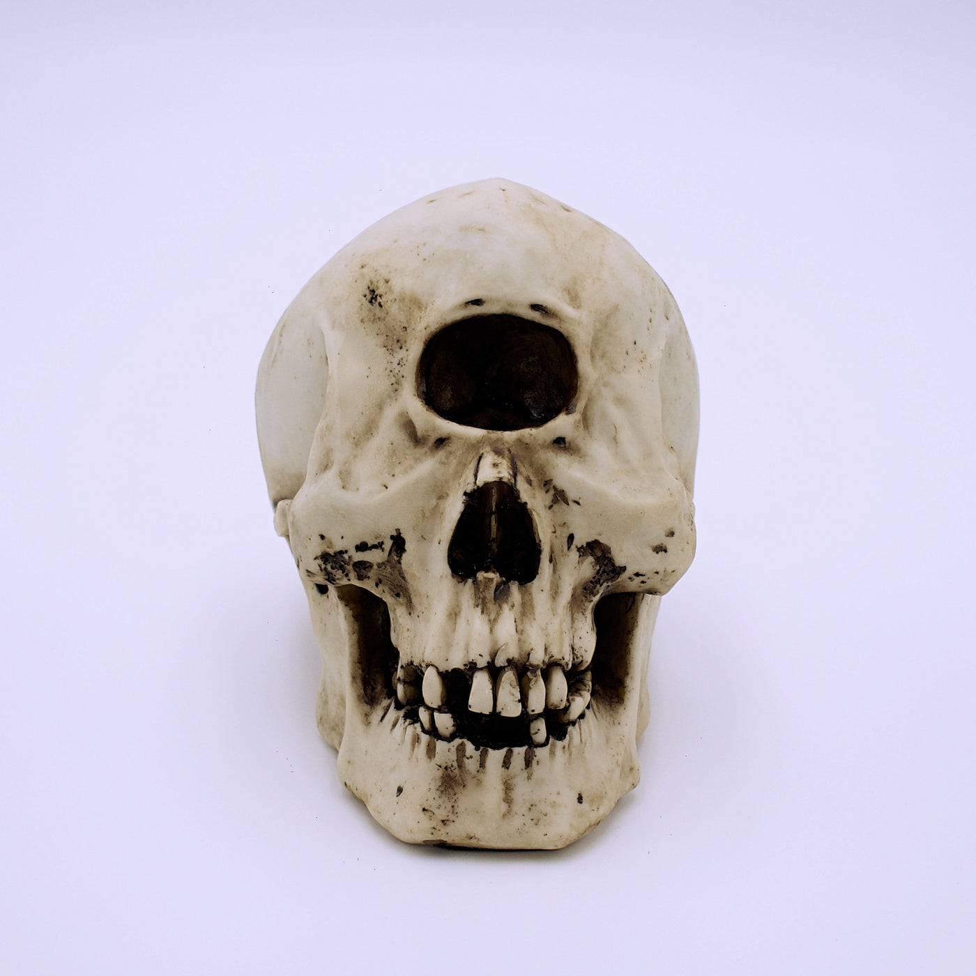 Greek Mythology Cyclops Skull Sculpture - The Cranio Collections