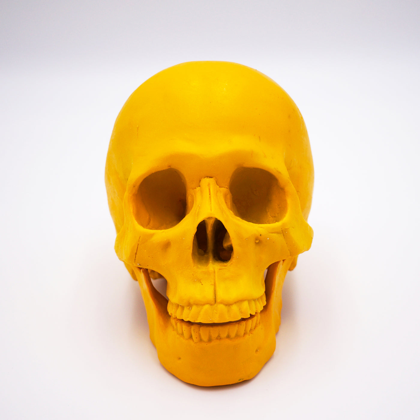 Dandelion Yellow Skull Sculpture w/ Detached Jaw - The Cranio Collections