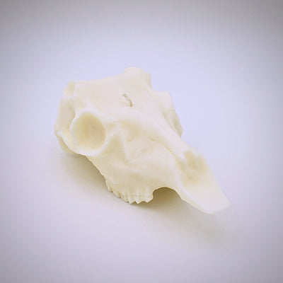 Deer Skull Shaped Soy Candle - The Cranio Collections