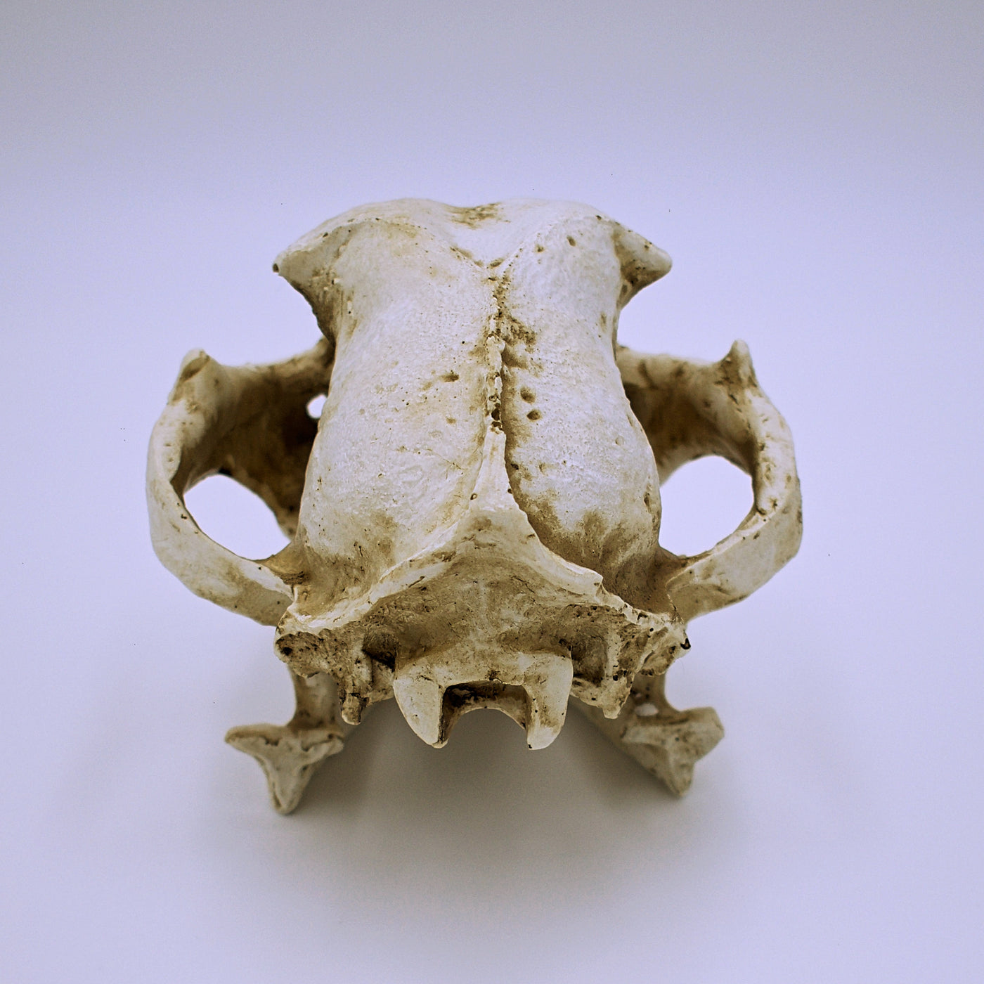 Realistic Dog Skull Replica - The Cranio Collections