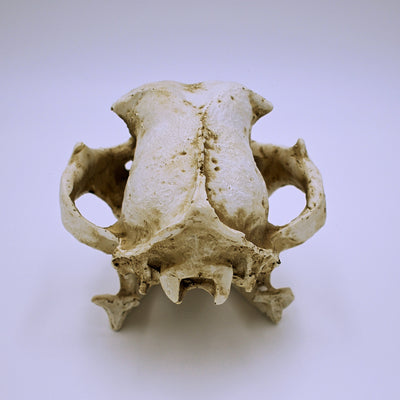 Realistic Dog Skull Replica - The Cranio Collections