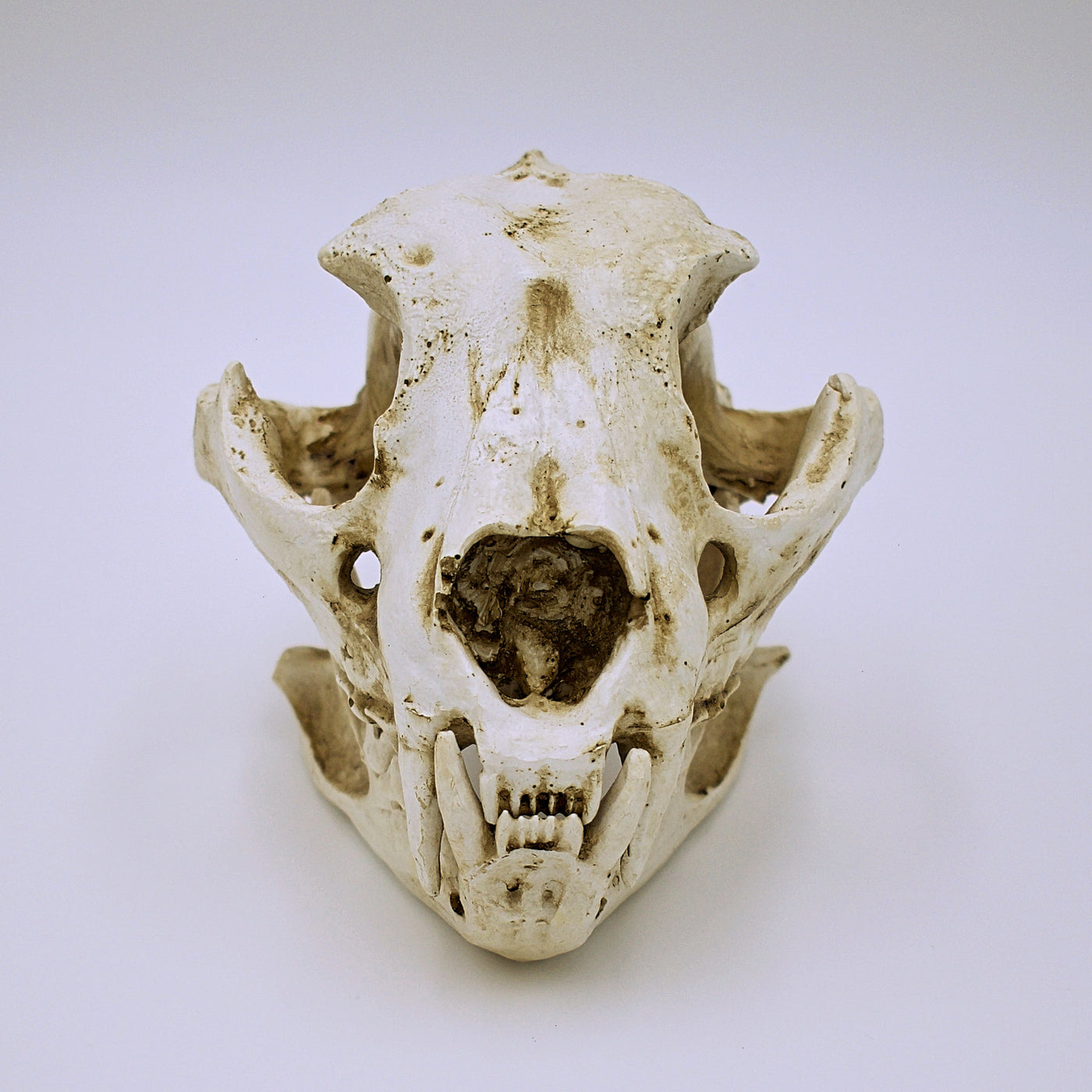 Realistic Dog Skull Replica - The Cranio Collections