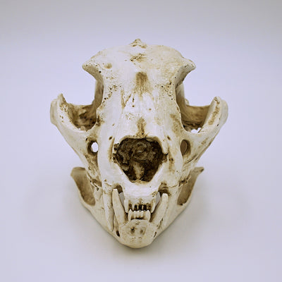 Realistic Dog Skull Replica - The Cranio Collections