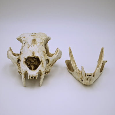 Realistic Dog Skull Replica - The Cranio Collections