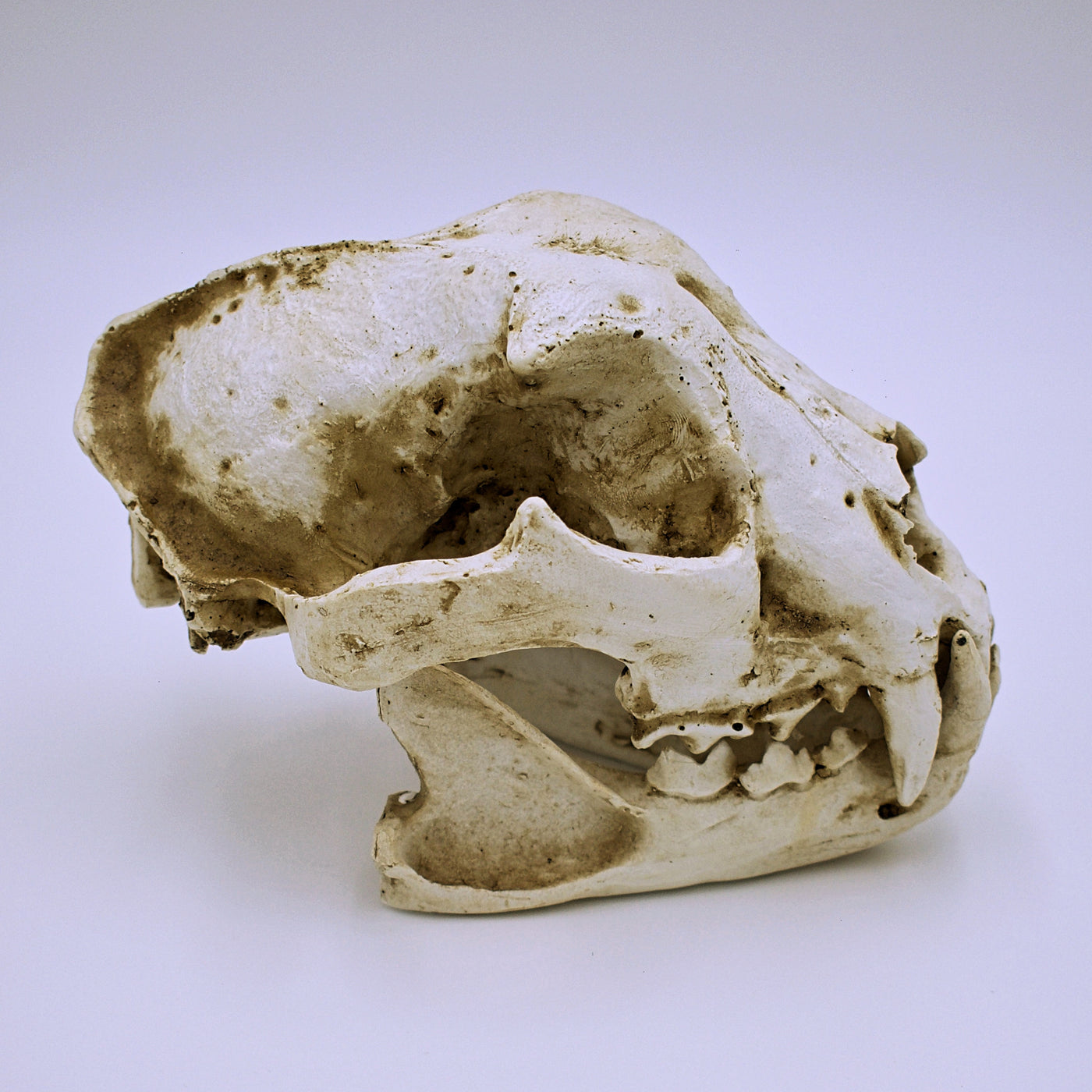 Realistic Dog Skull Replica - The Cranio Collections