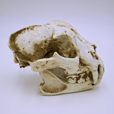 Realistic Dog Skull Replica - The Cranio Collections