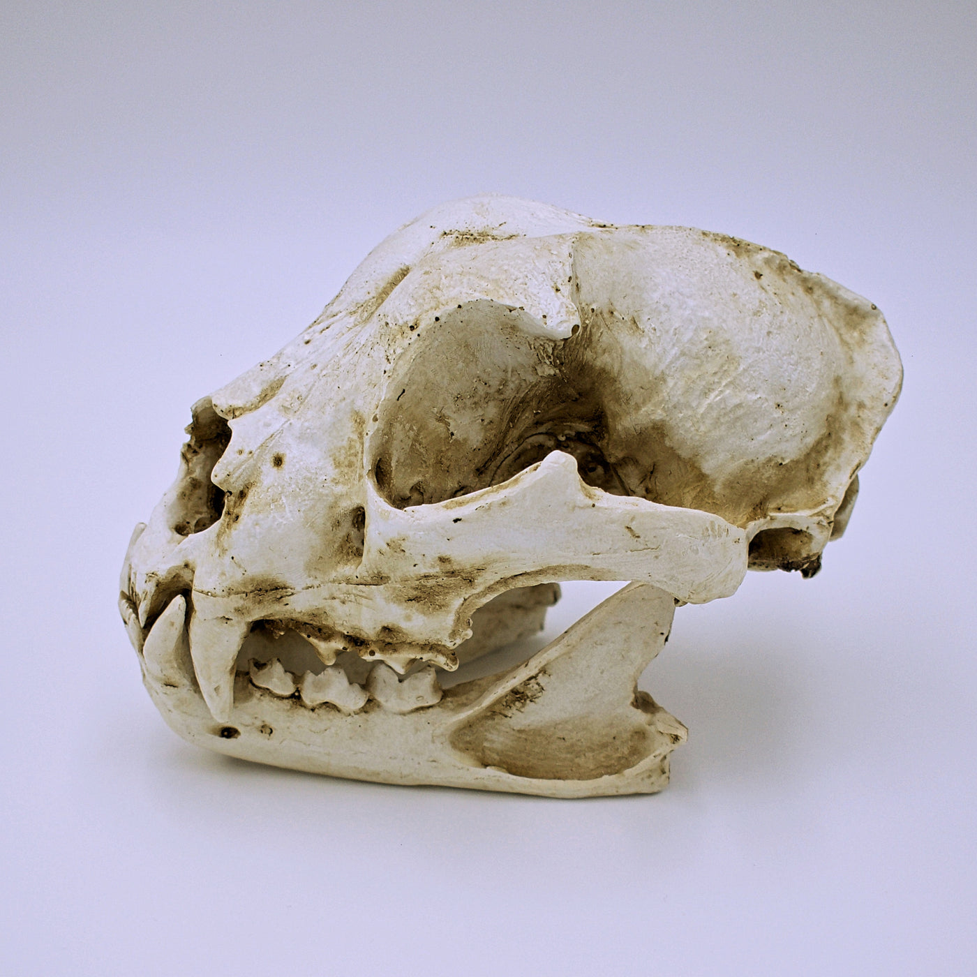 Realistic Dog Skull Replica - The Cranio Collections