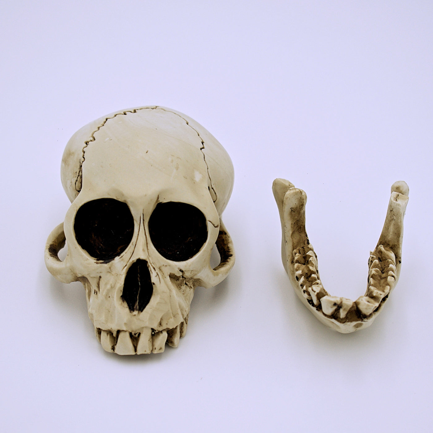 Monkey Skull Sculpture w/ Removable Jaw - The Cranio Collections