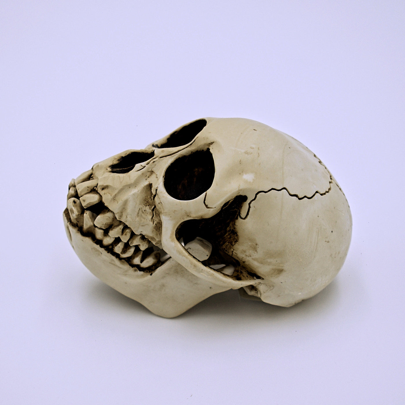 Monkey Skull Sculpture w/ Removable Jaw - The Cranio Collections