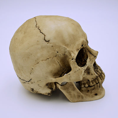 Natural Skull Design Sculpture w/ Removable Jaw - The Cranio Collections