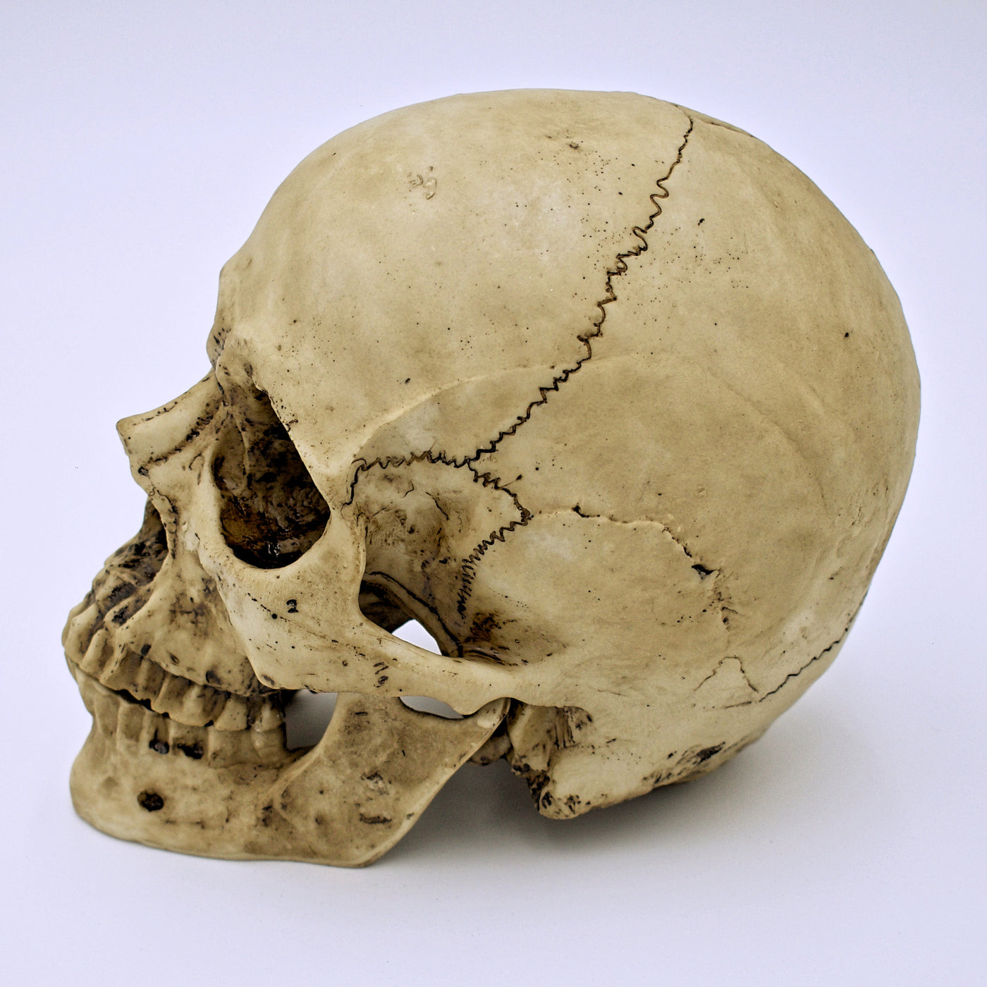 Natural Skull Design Sculpture w/ Removable Jaw - The Cranio Collections
