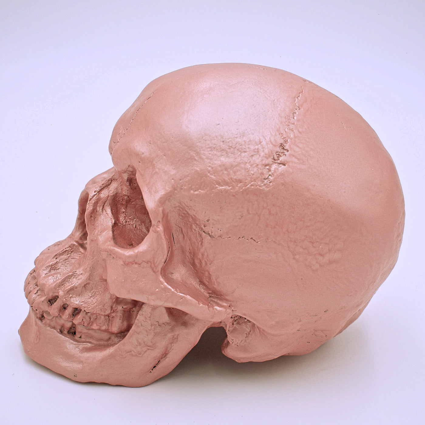 Primrose Pink Skull Sculpture - The Cranio Collections