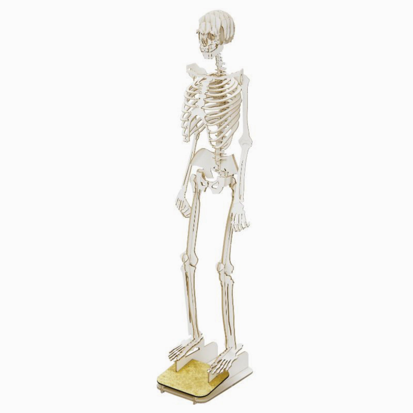 3D Standing Skeleton Puzzle - The Cranio Collections