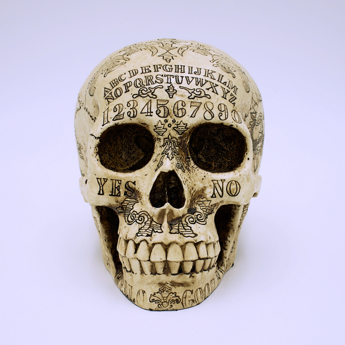 Spirit Board Natural Skull Sculpture - The Cranio Collections