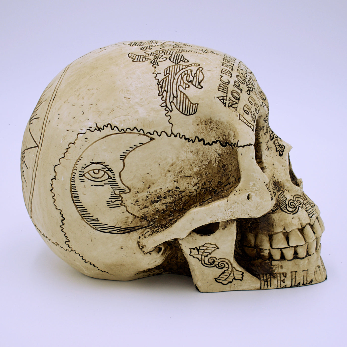 Spirit Board Natural Skull Sculpture - The Cranio Collections