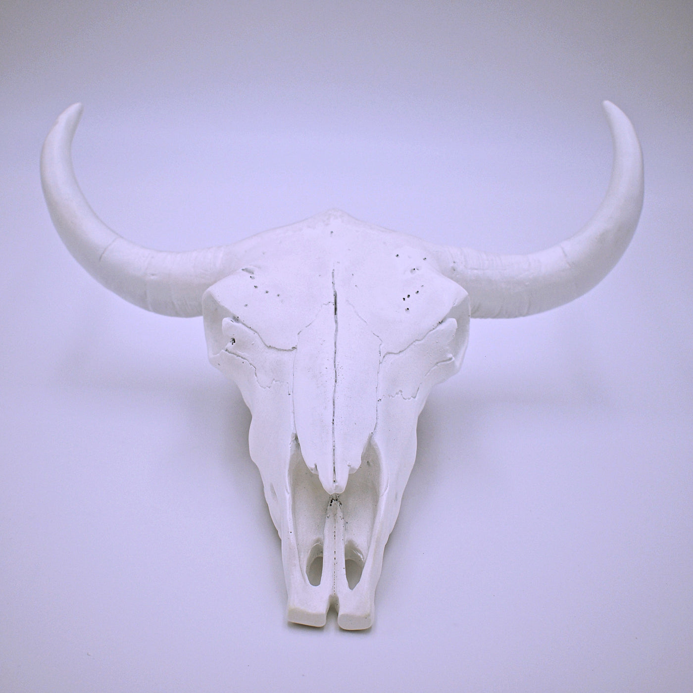 Bison Skull Wall Hanging - The Cranio Collections