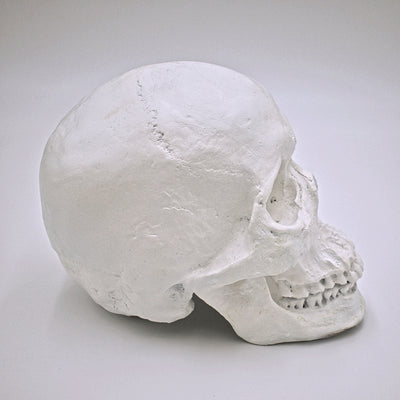 Pure White Skull Sculpture - The Cranio Collections