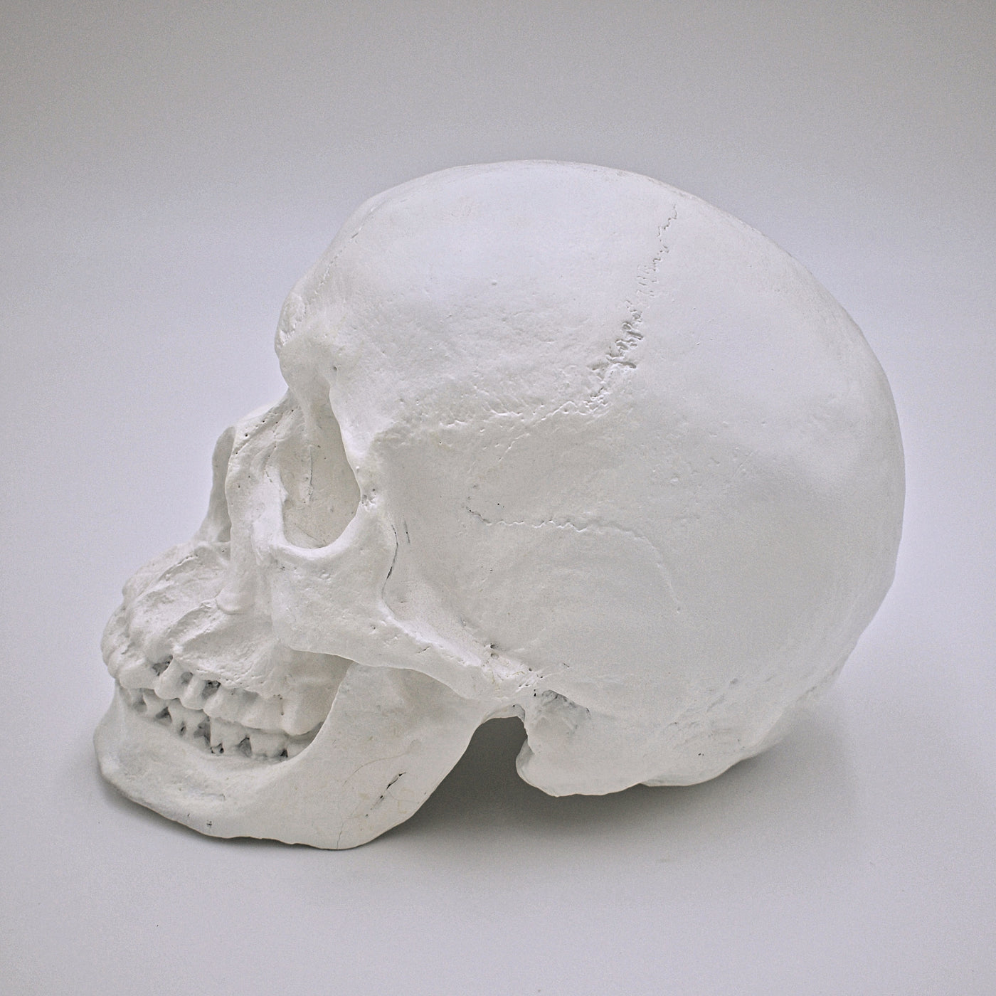Pure White Skull Sculpture - The Cranio Collections