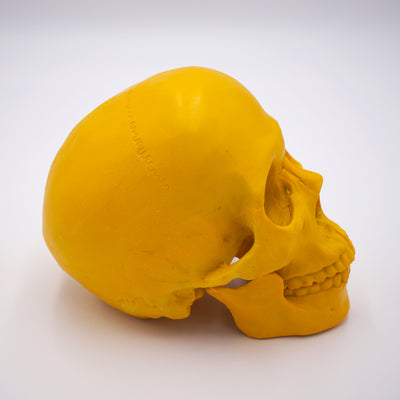 Dandelion Yellow Skull Sculpture w/ Detached Jaw - The Cranio Collections