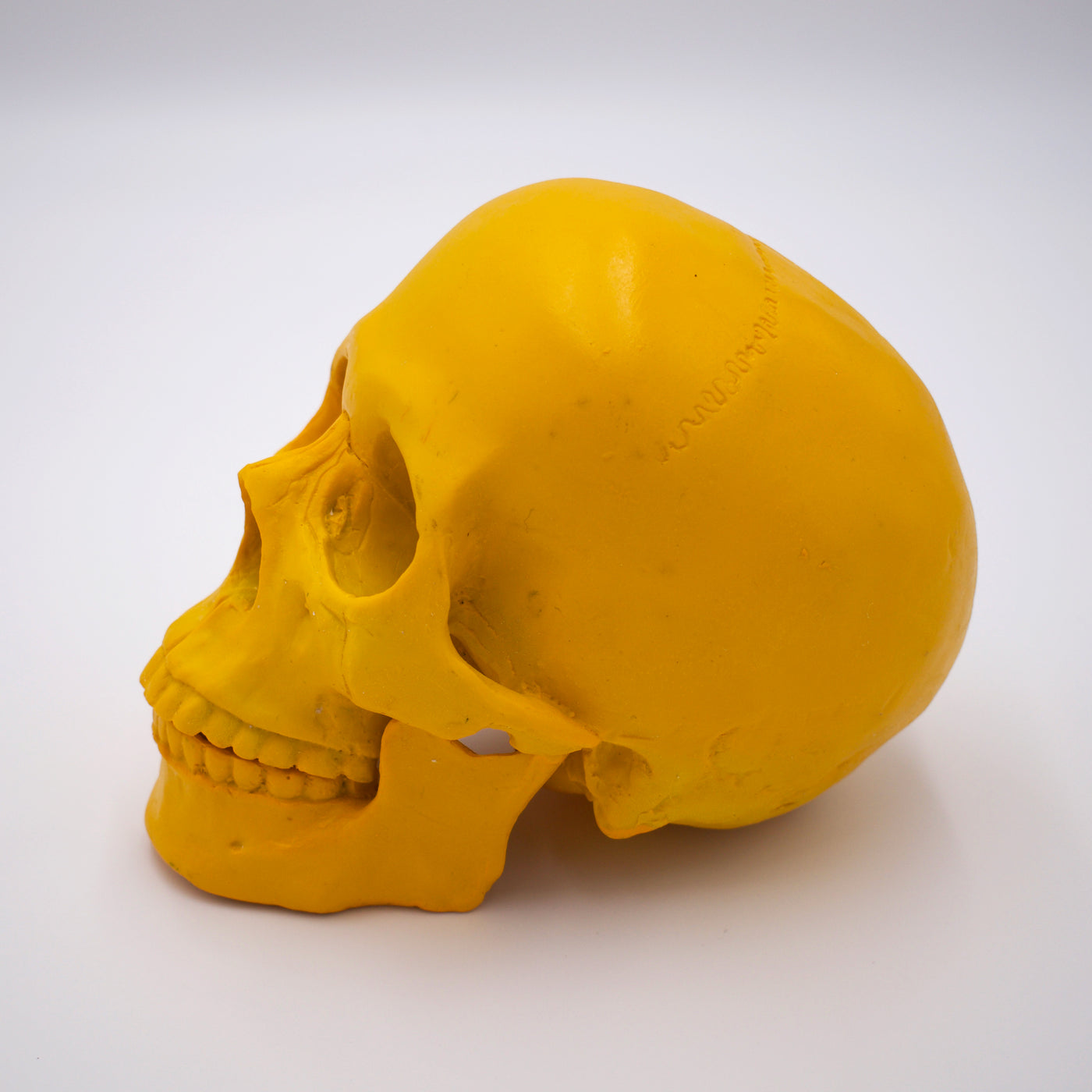 Dandelion Yellow Skull Sculpture w/ Detached Jaw - The Cranio Collections