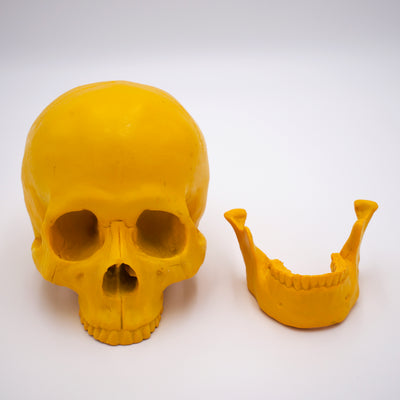 Dandelion Yellow Skull Sculpture w/ Detached Jaw - The Cranio Collections